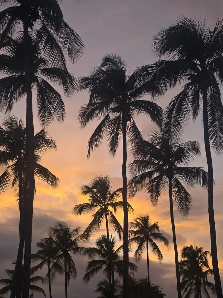 Coucher de soleil derrière les cocotiers en Guadeloupe